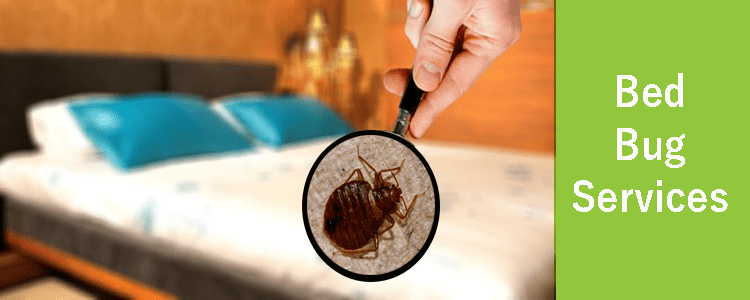 Bed Bugs Services
